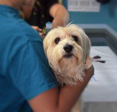 Pet Care activities img1.jpg
