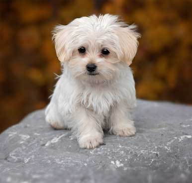 Pet Care activities img3.jpg