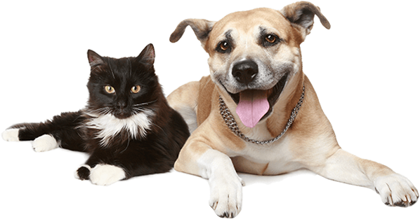 pet adoption img.png